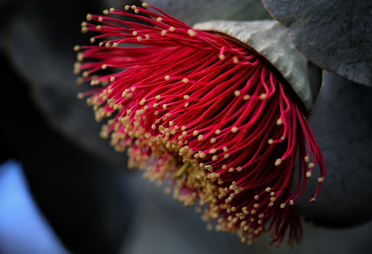 Dichtbegroeide tuin met diverse inheemse planten. Dichtbegroeide tuin met diverse inheemse planten.