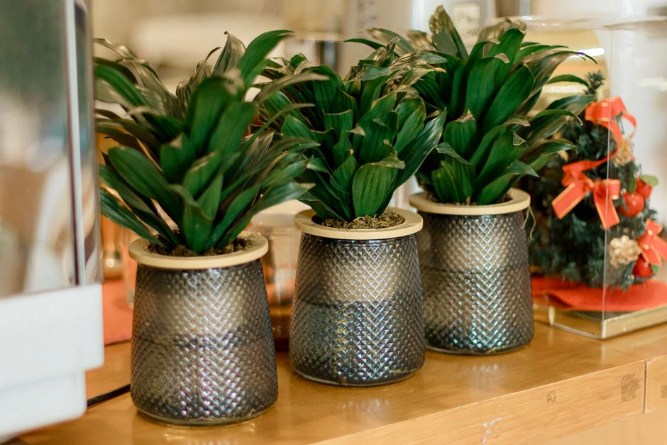 Stijlvol ingerichte eetkamer met potplanten en decoratie. Stijlvol ingerichte eetkamer met potplanten en decoratie.