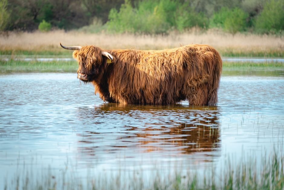 Kleurrijk modern schilderij van Schotse hooglander