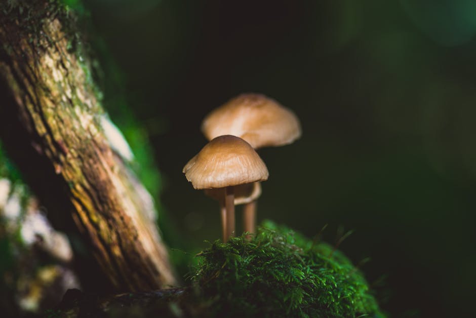 Mycelium isolatie vermindert vervuilende emissies.