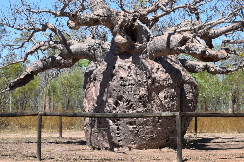Steentjes gelegd in baobab vorm op grind. Steentjes gelegd in baobab vorm op grind.