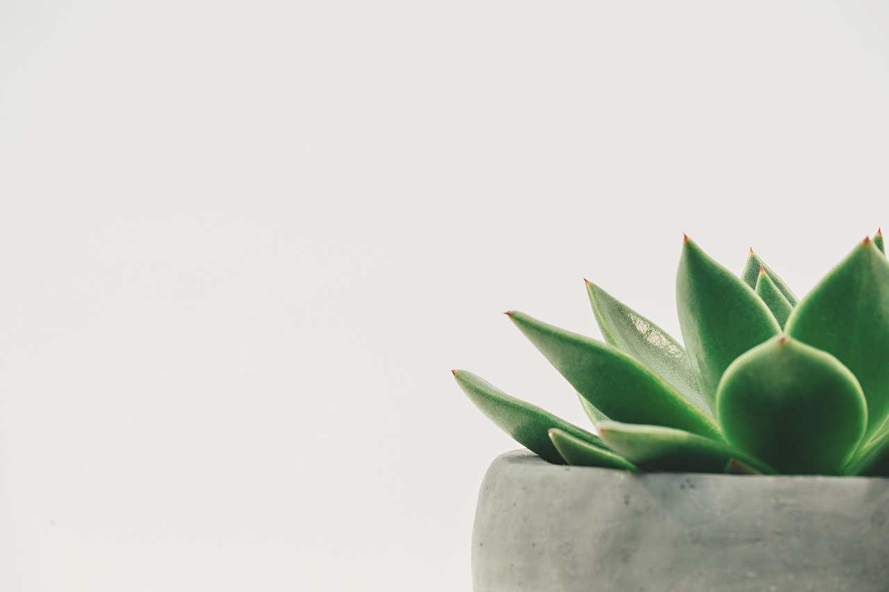 Kunstplanten voor baksteen uitstraling muur. Kunstplanten voor baksteen uitstraling muur.