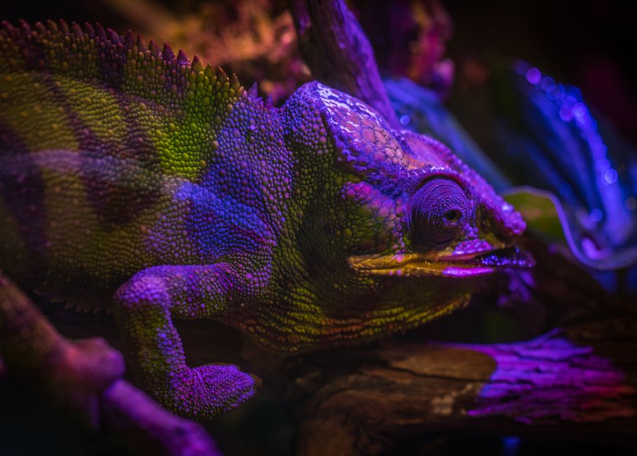 Speels kunstwerk kameleon in moderne woonkamer.