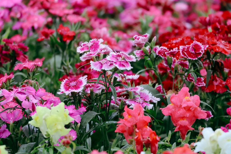 Heldere gele zonnebloemen tussen weelderig groen loof.