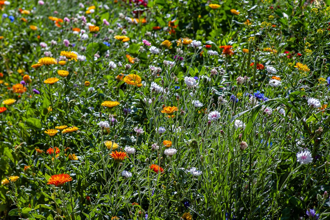 Prachtige paarse lavendel met bijen in zomerse tuin.
