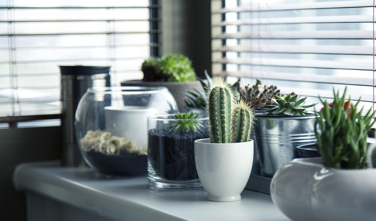 Vrolijke sansevieria in een moderne woonkamer.