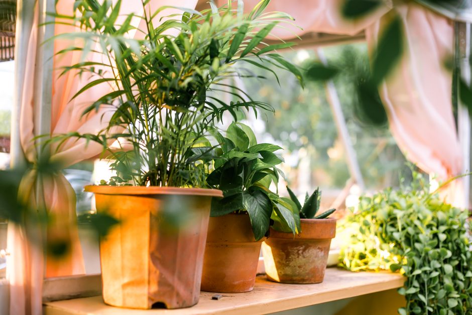 Vetplanten met herfsttinten op houten tafel.