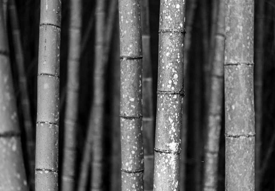 Zen-tuin met bamboe elementen en mosaccenten. Zen-tuin met bamboe elementen en mosaccenten.